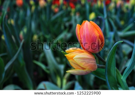 Orange tulips are native to Nederland.The meaning of the orange tulip, the hidden love, the feeling of disappointment and the emotional sensitivity.