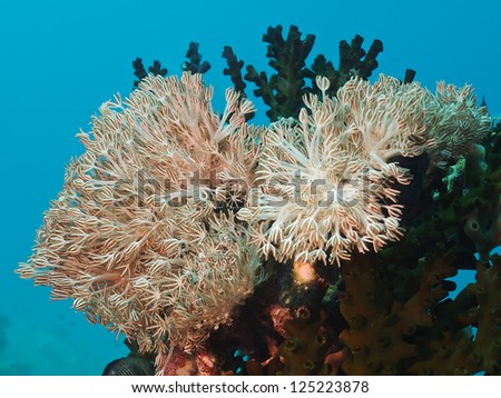 Soft Coral (Heteroxenia fuscescens)