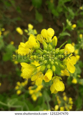 Mustard yellow flower morning taim wallpaper 