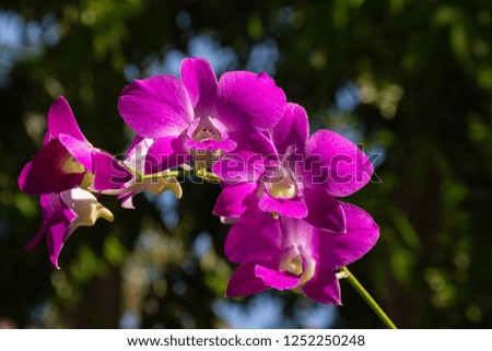 Nice blossom orchids with natural background.