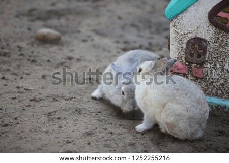 baby Rabbits were reared in the resort.