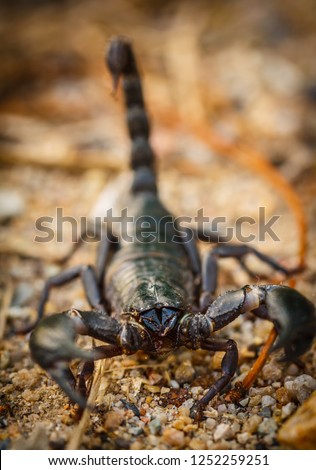 Black scorpion species palamnaeus fulvipes from thailand