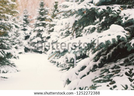 tree forest covered by snow winter christmas holidays time