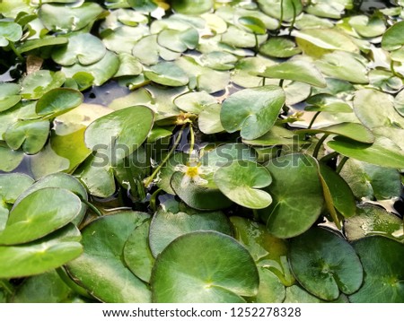 Chiang Mai, Thailand - Banana Pant, Fairy Water Lily, Nymphoides aquatica (Walter) Kuntze. Local people called "Buakhem". Its shape is smaller than lotus. Its like a heart.