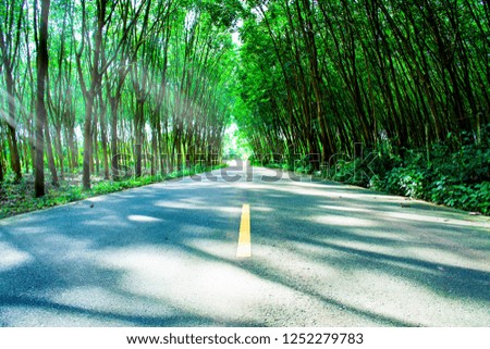 Beautiful tunnel of green tree with flare light in the morning, Green forest with shadow on road, Beautiful roadside way, Bright sunlight shine through the forest, Dark rain forest in Thailand