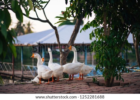 Many white geese are eating food. Under the trees in the river in the evening. Beautiful nature countryside in Thailand.