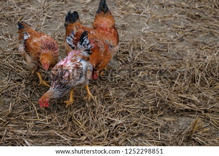 Chickens with rooster and hen.  Royalty high-quality free stock photo image of group chickens with rooster and hen find food on rice field in countryside, Vietnam