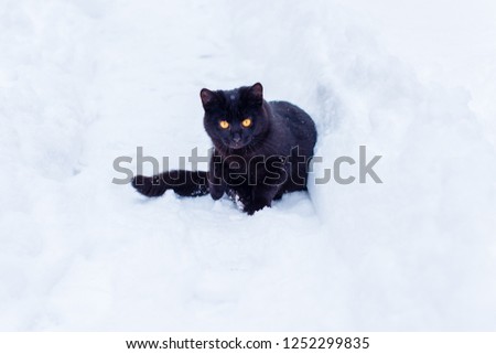 Story about black cat. Kitty on a walk at countryside, pet in outdoors having fun and joyful 