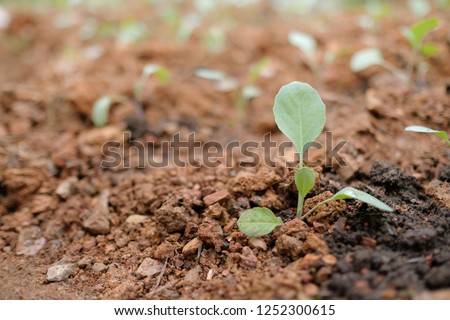 Seedling tree. Royalty high-quality free stock image of close up seedling tree planted. Young green plant and Soi, young plant growing in the morning light. New life growth ecology