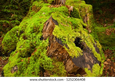a picture of an exterior Pacific Northwest forest with Conifer trees logged tree stumps