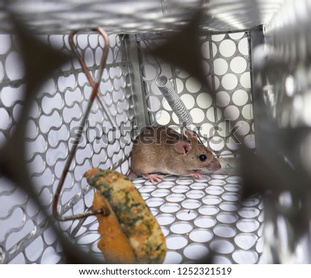 Rat and pumpkin piece in cage mousetrap on white background, Mouse finding a way out of being confined, Trapping and removal of rodents that cause dirt and may be carriers of disease Royalty-Free Stock Photo #1252321519