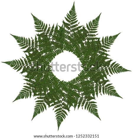 dried, pressed green fern isolated on white background laid out in a circle