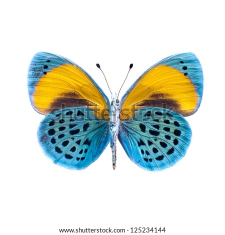 butterfly on a white background in high definition Royalty-Free Stock Photo #125234144