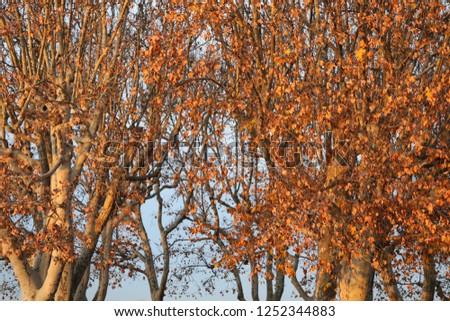 Close up outdoor view of pattern of red and orange plane trees leaves and branches in a public park. Top of colorful platanus foliage during autumn season. Natural picture taken during a sunset.