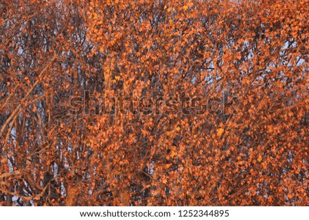 Close up outdoor view of pattern of red and orange plane trees leaves and branches in a public park. Top of colorful platanus foliage during autumn season. Natural picture taken during a sunset.