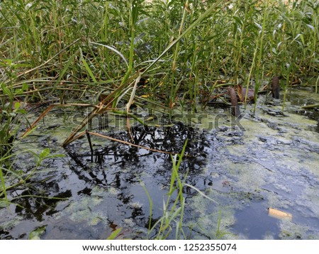 A black water pond.