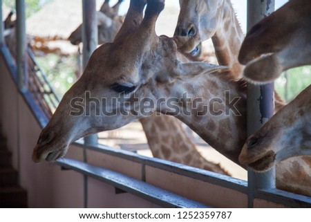giraffes their muzzles in the feeding pen