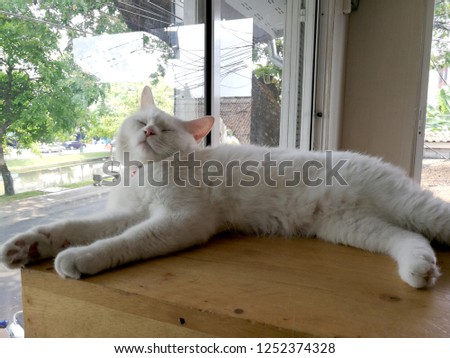 A white cat sleeping on a table with a comfortable glass.