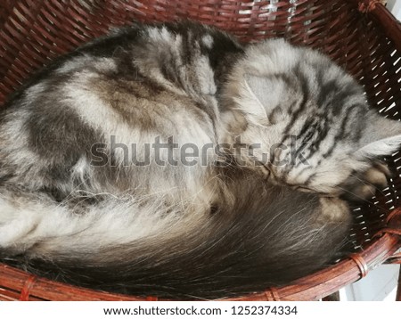 Cats are sleeping in a basket happily.
