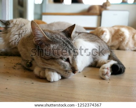 The sleeping cat rests on the floor with his friends. happily