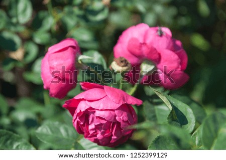 Flowering roses in the summer garden.