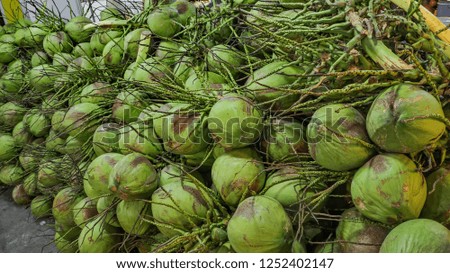 coconut, many coconut fruits, green coconut
