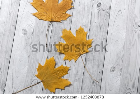 Autumn yellow leaves on light wooden background
