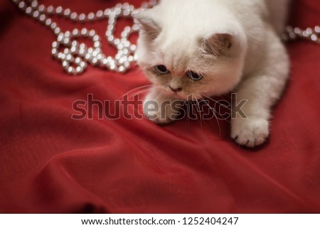 
White cat in red