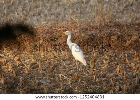Beautiful Cattle Egret birds in a paddy field