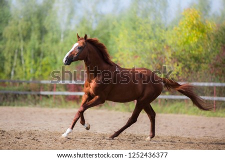 Bay horse runs trot on green meadow in summer day