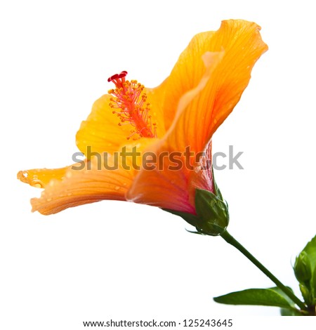 Hibiscus,Tropical flower isolate on white background.