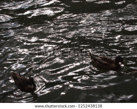 silhouette of ducks swimming on the water, shadow 