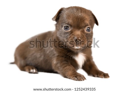 Cute chihuahua puppy dog. Funny little puppy, brown coat, isolated white background.