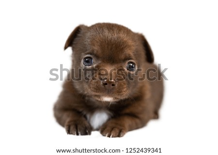 Sad cute chihuahua puppy dog. Funny little puppy, brown coat, isolated white background.