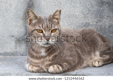 Portrait of a vigilant cat in spain