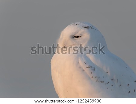Snowy owl (Bubo scandiacus) male closeup perched on a wooden post at sunset in winter in Ottawa, Canada
