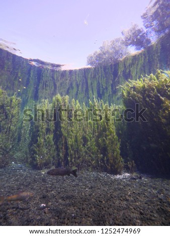 freshwater scenery underwater fish in it river lake fish trout