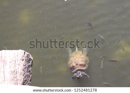 Turtles in the lake