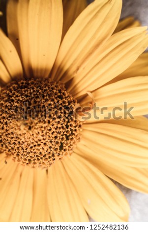yellow flowers macrophotography
