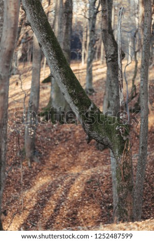 Deciduous forest of the Kaliningrad region in late autumn.