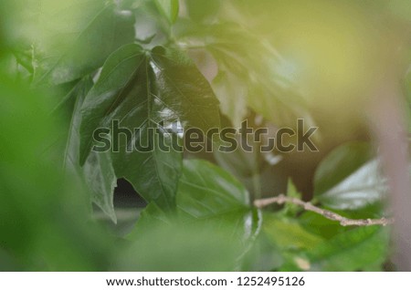 Green leaves in the garden in the morning. Do not focus on objects.