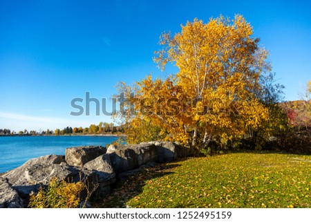 This beautiful birch tree was at the Scarborough Bluffs park