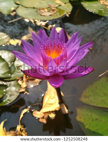 blossom sacred lotus