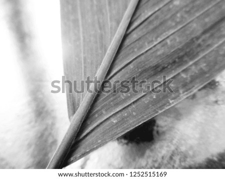Black and white flower,leaves Nature background