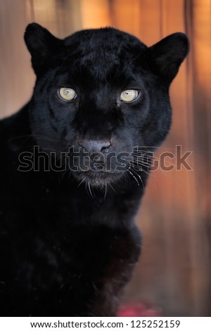 Close-up beautiful portrait black leopard