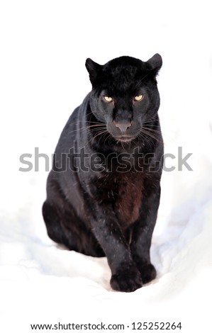 Close-up black leopard on snow