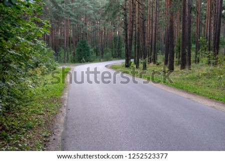 asphalt wavy road in forest in summer with bright shadows