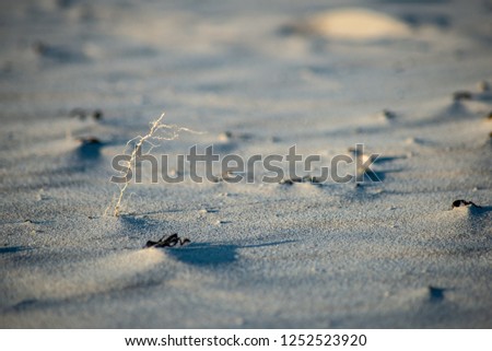 empty sea beach with sand dunes and dry tree trunks washed to the shore in summer. calm water