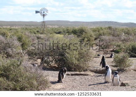 Magellanic Penguins in the coast of Estancia San Lorenzo, in Península de Valdes, Argentinian Patagonia, Chubut, Argentina, during October in the noon Royalty-Free Stock Photo #1252533631