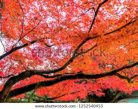 the colorful of autumn season in Japan